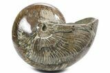 Polished Fossil Nautilus (Cymatoceras) - Madagascar #361339-1